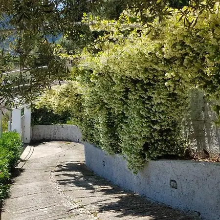 Apartment Amaranth Rose *